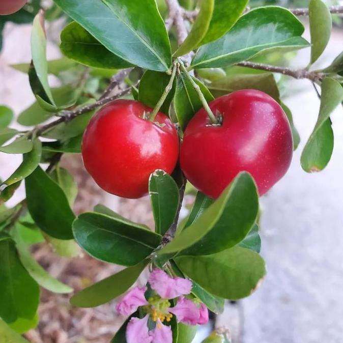 Bibit buah sianci asam kecut /acerola/Vietnam/Barbados Cherry
