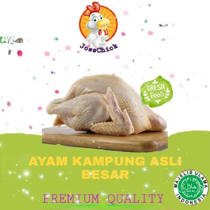 Rouge- Ayam Kampung / Ayam Kampung Besar 1-1.1Kg / Ayam Kampung Potong