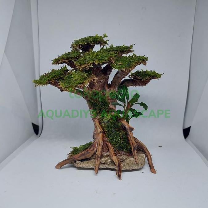 Bonsai Aquascape Mini Soliter Cupang