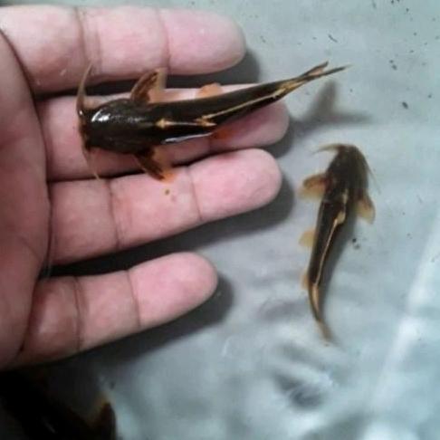 NEW ikan Kehkel pembersih sisa makanan lumut aquarium Aquascape size 4-6cm