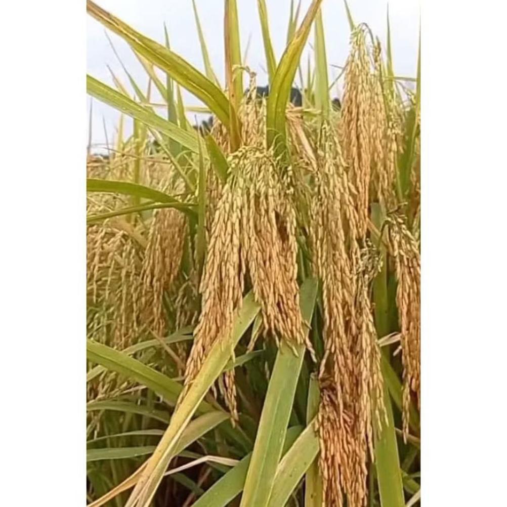 Bisa Cod Benih Padi Mr 337/ Mr337 Kemasan 5Kg >>