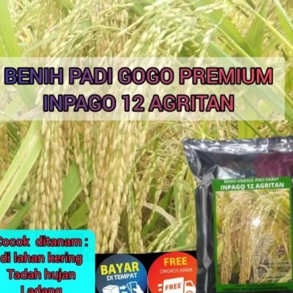 Bisa Cod Benih Padi Inpago12 Agritan Padi Darat >>