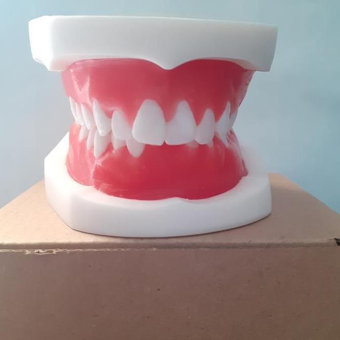 Phantom / Typodont Gusi Lilin ( Model gigi Ortho )