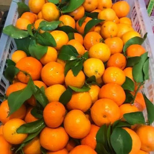 PROMO Jeruk Santang | Jeruk Santang daun | Jeruk Santang Segar | 1kg