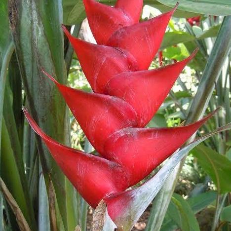 PROMO Tanaman Hias Heliconia Caribaea Merah