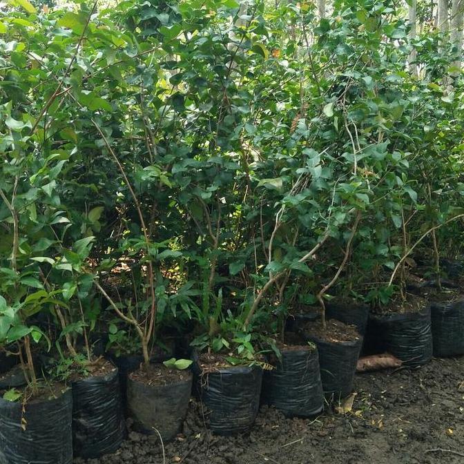 PROMO Bibit Tanaman Buah Dewandaru Siap Berbuah Dapat Bonus 2 Bibit Dewandaru Kecil Pohon Bahan Bons