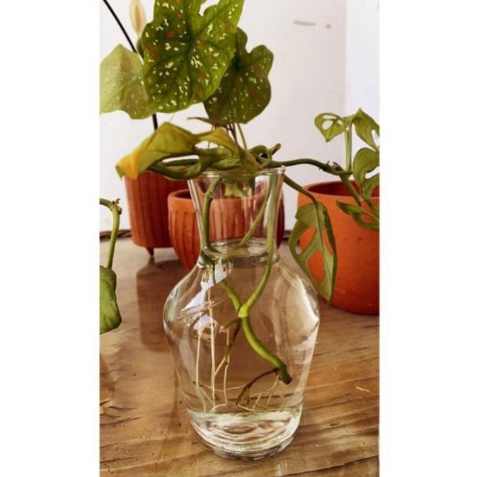 Slowby- Vas Bunga Kaca Bening Hias Minimalis Pot Tanaman Air Hidroponik
