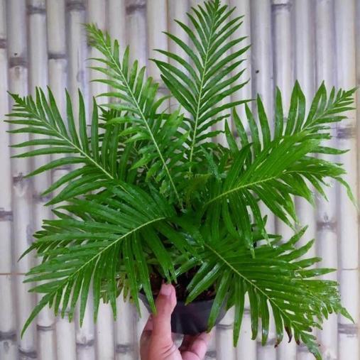 (Promo) Tanaman Hias Pakis Cibung - Pohon Pakis Jibung / Tanaman Indoor Pakis Bestseller