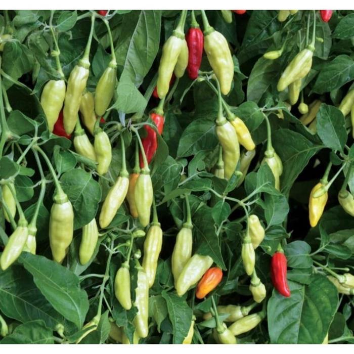 (Termurah) Benih Panah Merah - Cabe Rawit Rawita F1 Bestseller