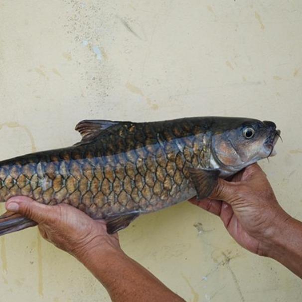 Essen Ikan masher soro atau ikan dewa tor soro Jos Gandos Isi 15 Ml dan 30 Ml (TERBAIK) (TERBARU) (T