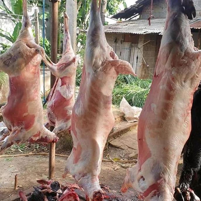 Terlaris Daging Kambing Karkas Fresh 1 Ekor Fresh