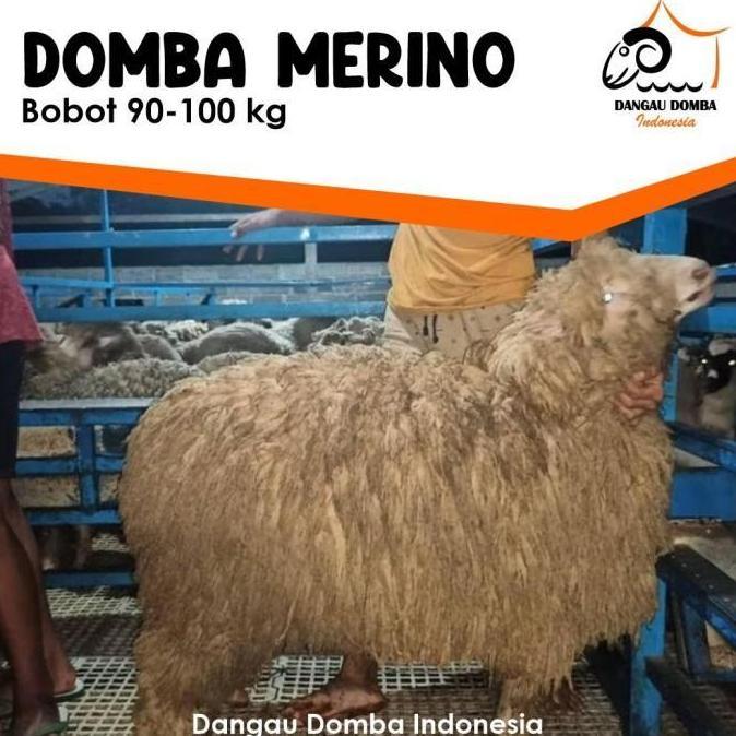 Terlaris Sale Hewan Kurban Domba Merino Extreme Size 90-100Kg By Dangau Domba Ind -