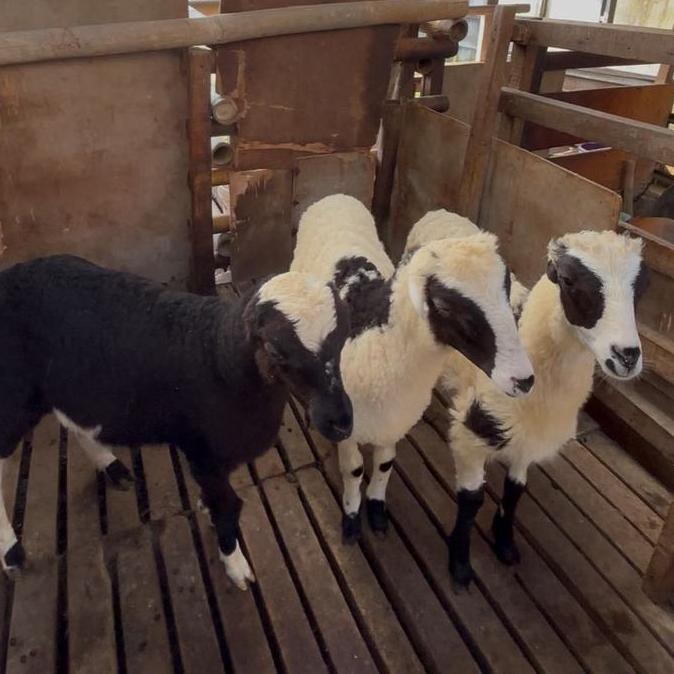 Terlaris Hewan Qurban Domba Garut Cempedak Betina Usia 4,5 Bulanan. Bobot 25 Kg