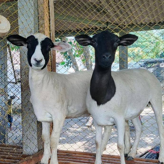 Terlaris Domba Dorper, Merino, Dombos, Texel Dll.