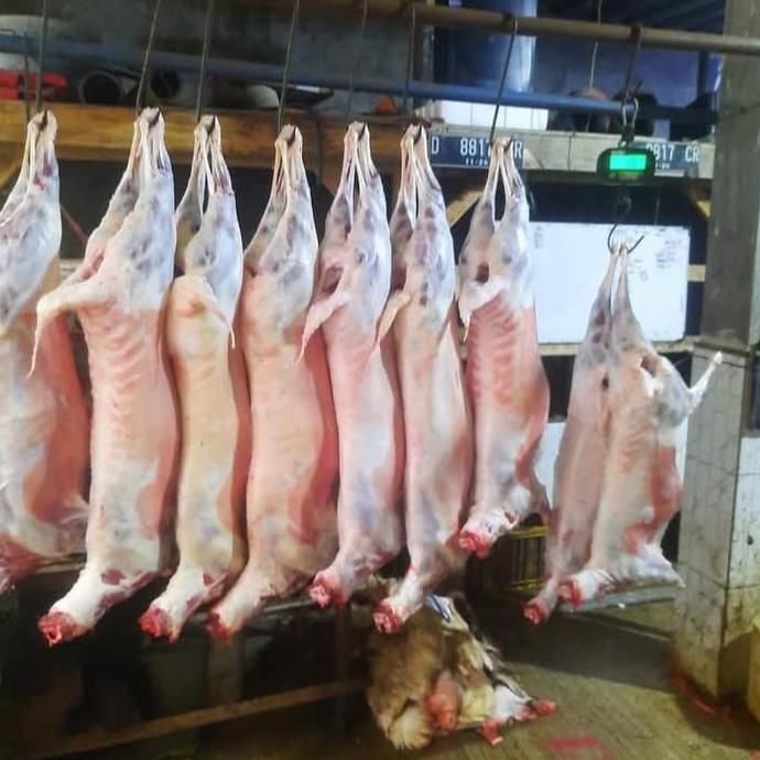 Terlaris Karkas Kambing , Daging Kambing Segar Frozen