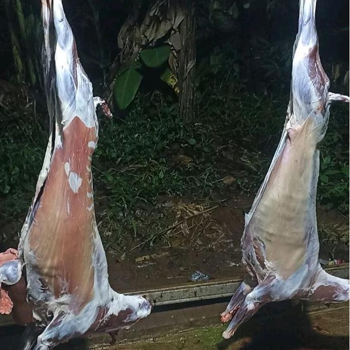 Terlaris Karkasan Kambing Fresh Hilyatan / Karkasan Kambing / Daging Kambing