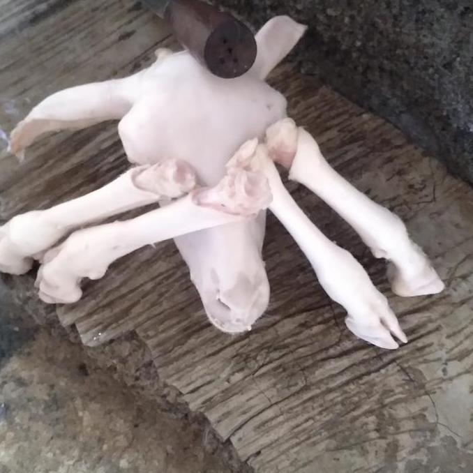 Terlaris Kepala Dan Kaki Kambing Segar Fresh Ukuran Sedang Sudah Bersih Bisa Di Cacak Atau Utuh Tany