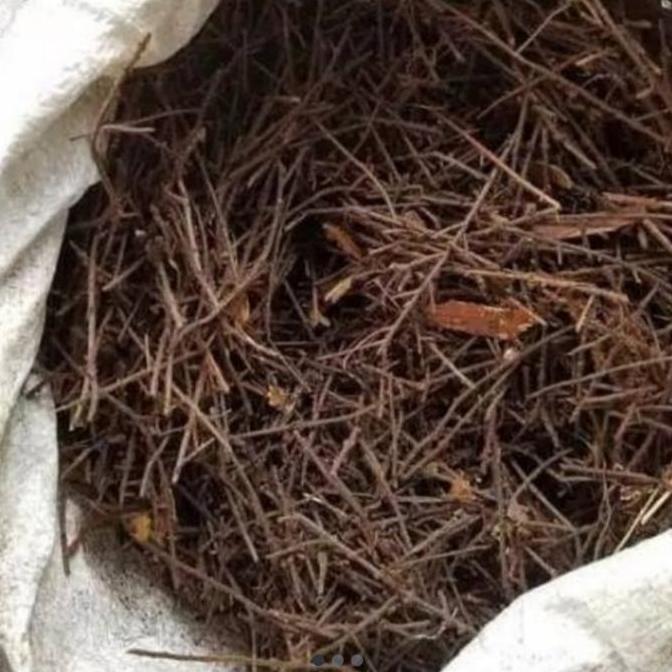 Gardensw- Pakis Cacah Media Tanam Anggrek& Aglonema ,Anthuriumsekarung Via Gosen