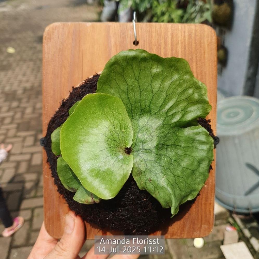 ARN Platycerium Superbum Rawatan Siap Kirim Seluruh Indonesia