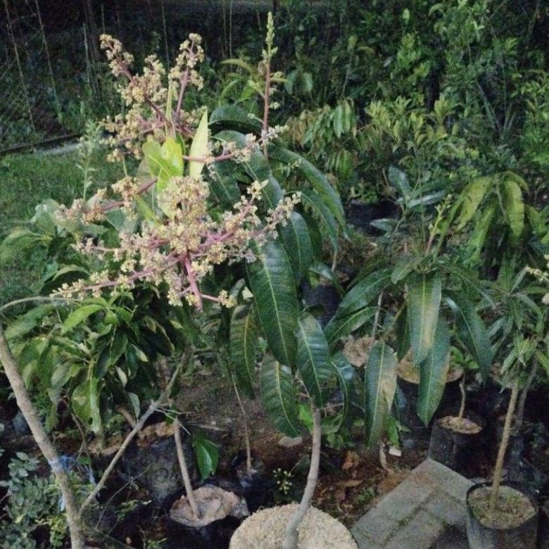 ARN Bibit Mangga berbunga/berbuah