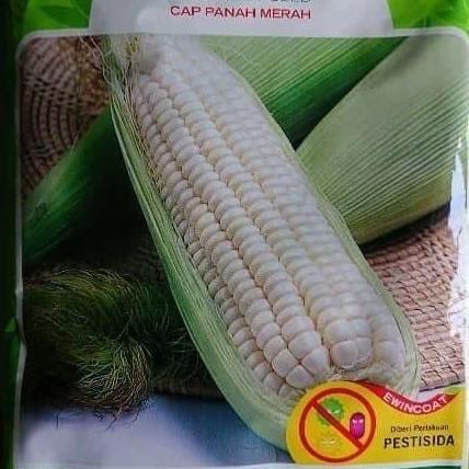 Allthebest- Benih bibit jagung putih pulut KUMALA jagung kumala panah merah