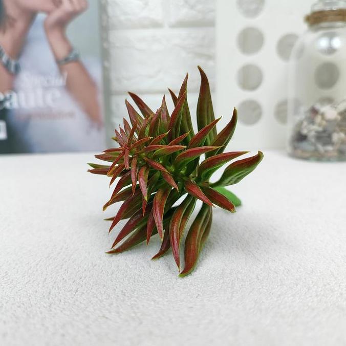 Kaktus Hias Mini Plastik Tangkai Tanpa Pot Artificial Ornamen Dekorasi Ruangan