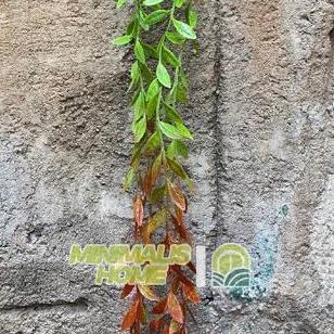 Daun Lee Kwan Yew Juntai Daun Tirai Rambat Artificial Hoya Costa Janda Merana Dekorasi Dinding Monst