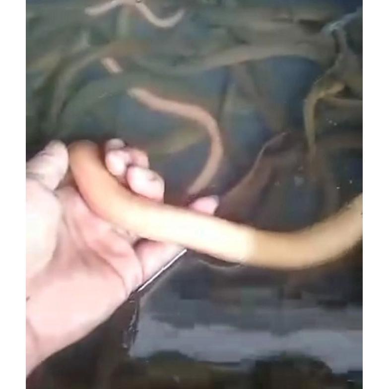 [SF] BELUT ALBINO JUMBO