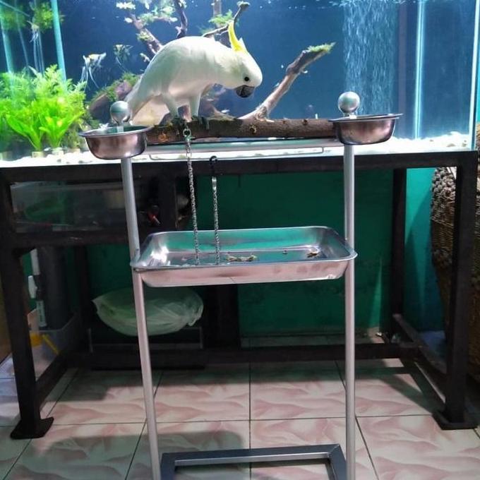 Tangkringan pangkringan burung parrot kakatua africran grey hans macaw