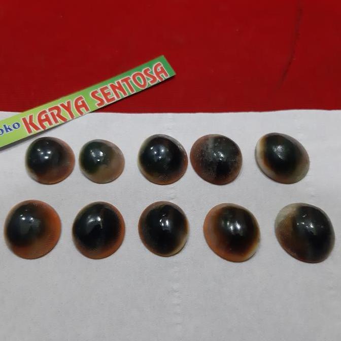 Ready sepaket 10pcs keong buntet asli alam murah