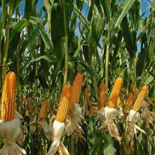 ( 1 Kg ) Benih Biji Jagung Tongkol 2 | Jagung Dua Tongkol