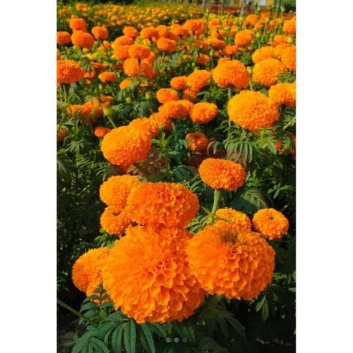 Benih Panah Merah - Bunga Marigold Maharani F1