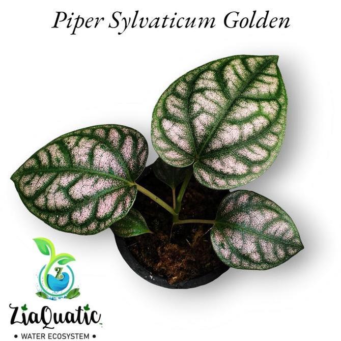 Piper Sylvaticum Golden - Tanaman Hias Paludarium Climbingplant