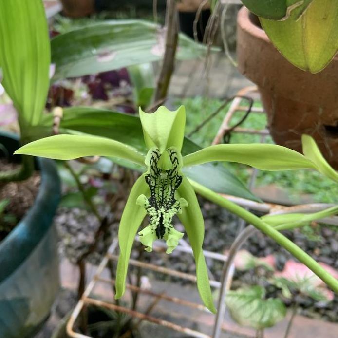 Coeligyne Pandurata Anggrek Hitam Papua Dewasa Medium