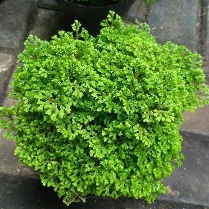 Tanaman Hias Lumut Ambon Cakar Ayam Rimbun Tanaman Hidup Ande Ande Lumut Papua Tanaman Indoor