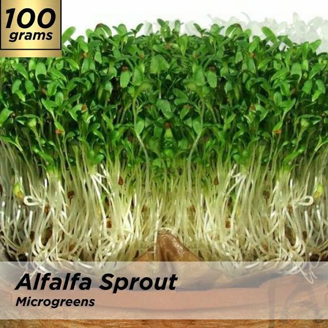 Benih Microgreen Alfalfa Sprout Kemasan 100 Grm