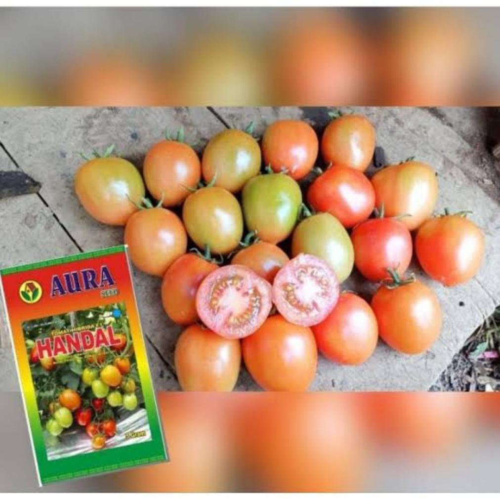 Benih Bibit Tomat Handal F1, Tipe Tahan Virus (Disukai Pasar, Tahan Simpan dan Produksi Tinggi) isi 