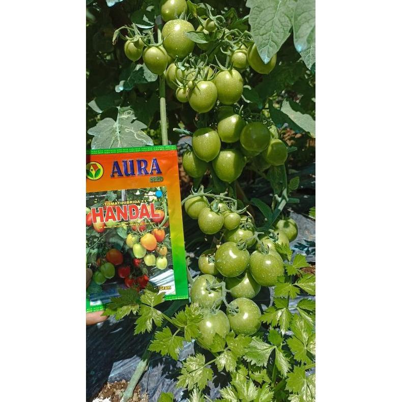 Benih Bibit Tomat Jumbo Handal F1 (Produksi Tinggi, Buah Lebat dan Disukai Pasar) Isi 5 gram (1750 b