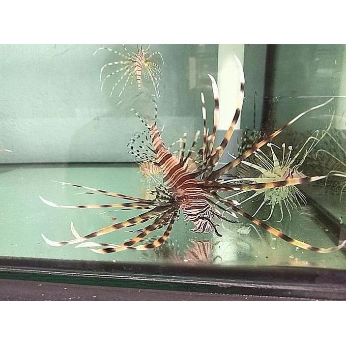 Volitan Lionfish / Scorpion Volitan