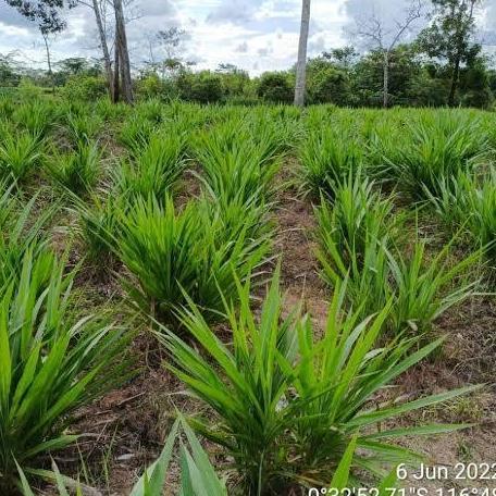 Jual Rumput Odot Odot