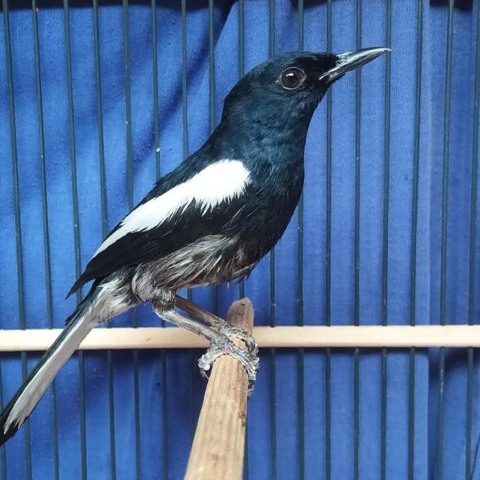 TERBARU Burung kacer tretes jantan gacor PROMO