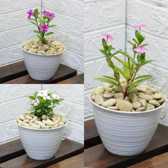 TANAMAN HIAS BUNGA VINCA + POT TAWON