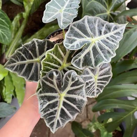 Tanaman Hias Alocasia Parasol Tanaman Hidup Caladium Alokasia Parasoll