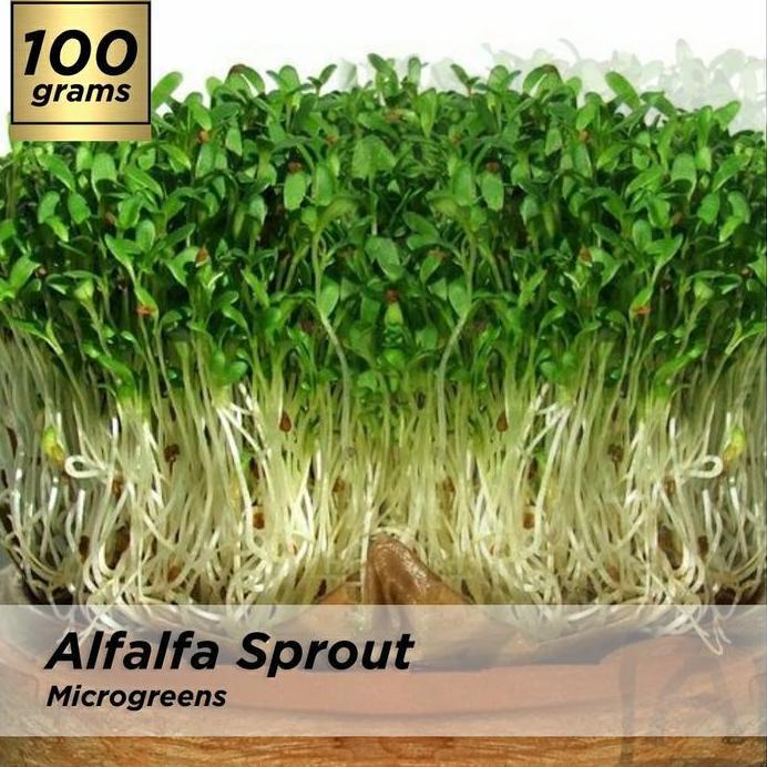 Benih Microgreen Alfalfa Sprout Kemasan 100 Grm