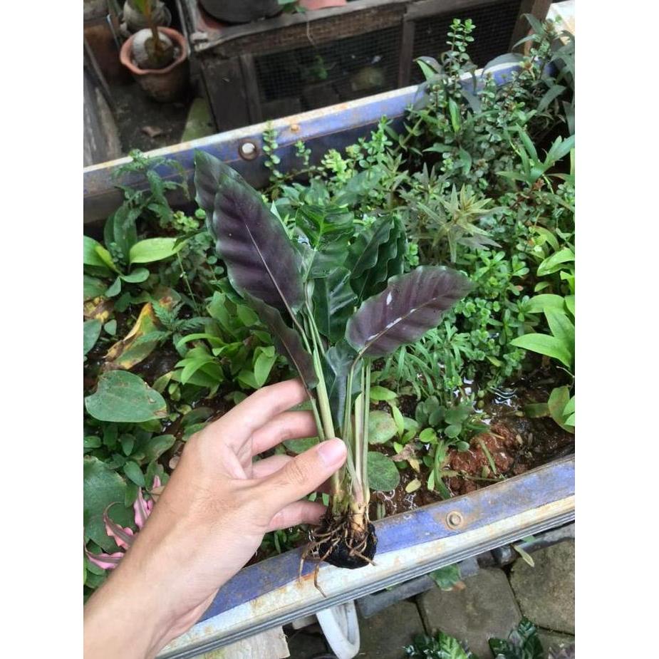 Tanaman Paludarium/Terarium - Calathea Lancetolistna Purple
