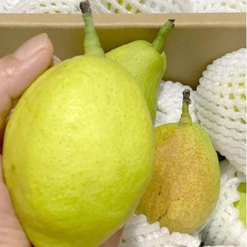 Frutting- Buah Pear/ Pir Xianglie (1Kg)