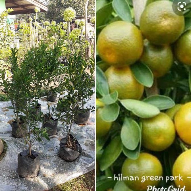 pohon jeruk manis Medan berbuah