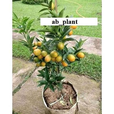 Bibit jeruk kimkit madu sudah berbuah super