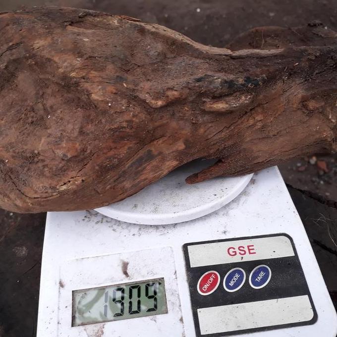 Bahan kayu gaharu buaya gran A