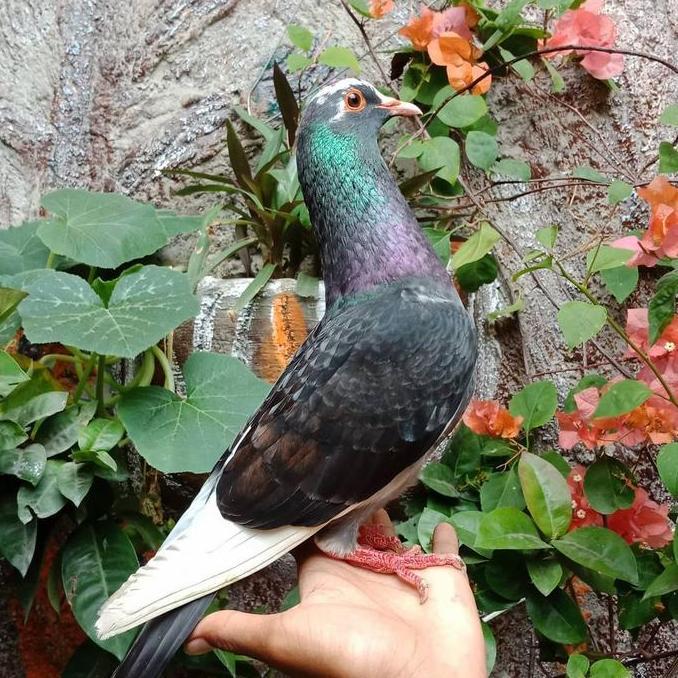 Willofbig- Burung Dara Burung Merpati Hidup Jantan Dewasa Super Top Grade
